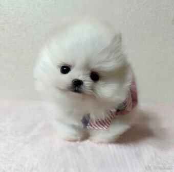 Rozkošná fenka mini Pomeranian