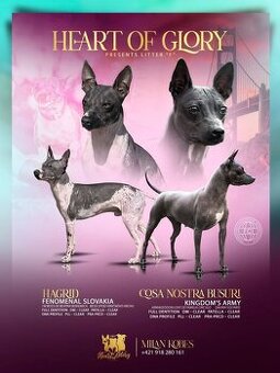 Americký bezsrstý teriér - 1