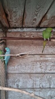 Predám Alexandrov, Korely a Kanárikov