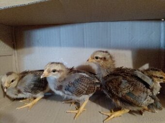 Velsumka zdrobnelej hrdzavo-jarabicia