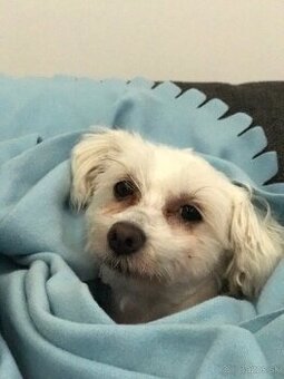 kupim pudla stredneho apricot