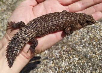 Egernia stokesii
