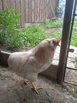 Araucana Araukana