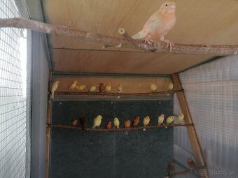 Kanarik