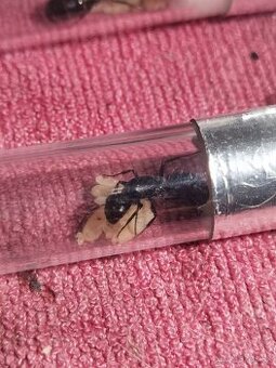 Camponotus vagus
