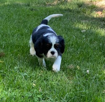 Cavalier king charles španiel s PP