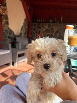 Maltipoo