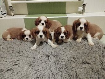 Cavalier King Charles Spaniel s PP