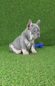 Francúzsky buldoček