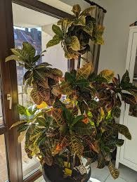 Predám krásny 30-ročný izbový Kroton