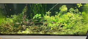 akvarijne rastliny