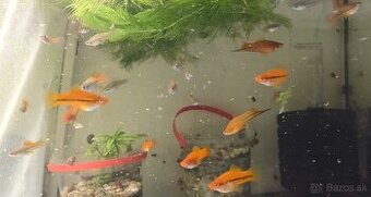 Mečúň mexický (Xiphophorus Hellerii)