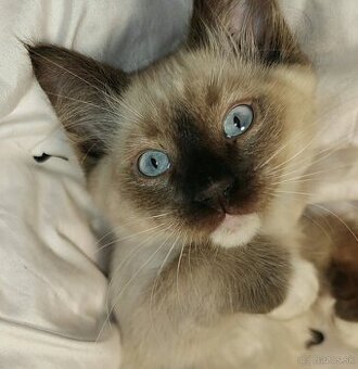 Ragdoll