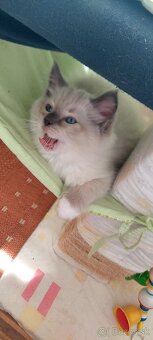 Ragdoll