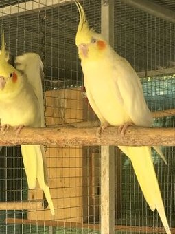 Predam chovny par koriel