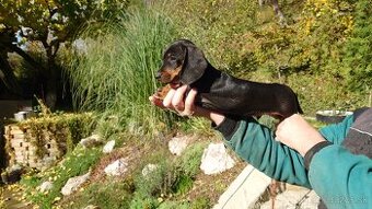 Jazvečik čistokrvny trpasliči krátkosrsty