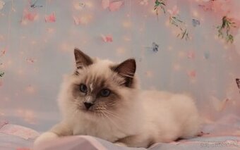 Ragdoll s PP kocúrik