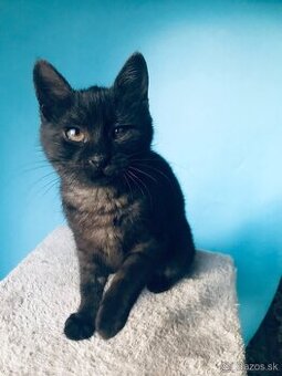 MARGO SI HĽADÁ DOMOV VO VNÚTRI