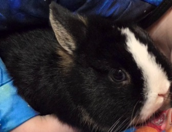 Predám zakrslé králiky