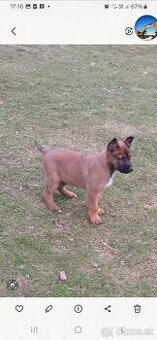 Predám Belgický ovčiak  sučku