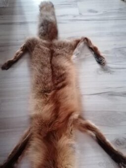 Liška práva kožušina