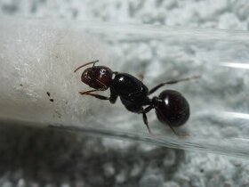 Messor structor - mravec zrnojed