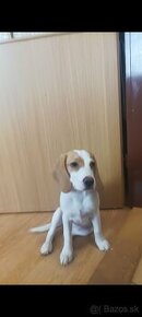 Šteňa beagle