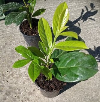 Vavrinovec lekarsky Novita, 15-25 cm, 3 €/ks