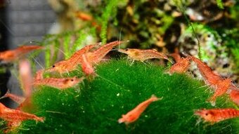 Krevetky red cherry