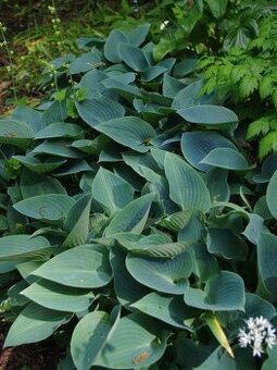 Hosta tmavozelená - 2,5eur