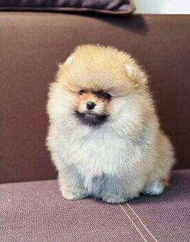 Pomeranian