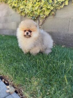 Pomeranian