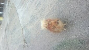 Pomerian Pomeranian oranžový špic