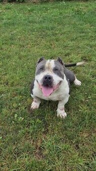 American bully pocket