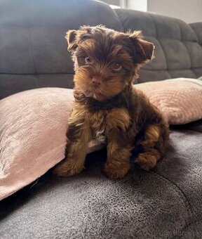 Yorkshire terrier