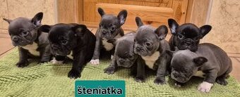 Francúzsky buldoček,buldog,bulldog