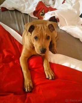 Darujem bacuľaté šteniatko - psík Donut - mix bull