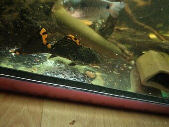 Predám akvarijné rybičky