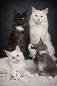 Mainské mývalie mačiatka