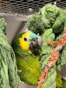 Amazoňan modročerveny