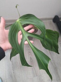 Monstera Burle Marx Flame