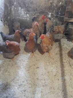 Predám nasadové vajcia oravky rodovosfarbenej