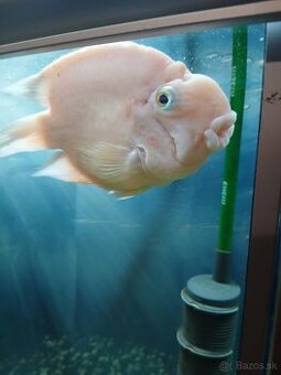 Parrot papagajovec cichlida