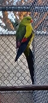 Predám papagája horského samca: