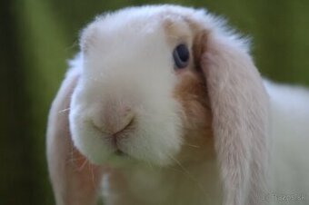 Zakrslý králik - samička rex barančeka s modrými očkami