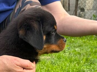 Rotvajler, rottweiler, rtw