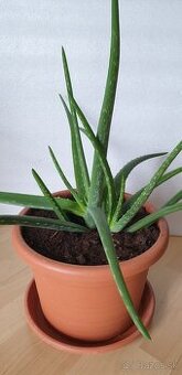 Aloe veľká