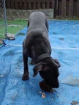 Cane Corso