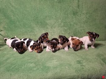 Jack russell teriér