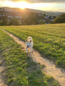 Akita inu